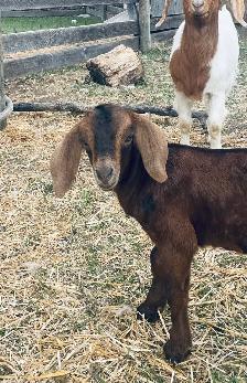 handsome Boer bottle goats! - Photo 3