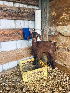 handsome Boer bottle goats! - Photo 4