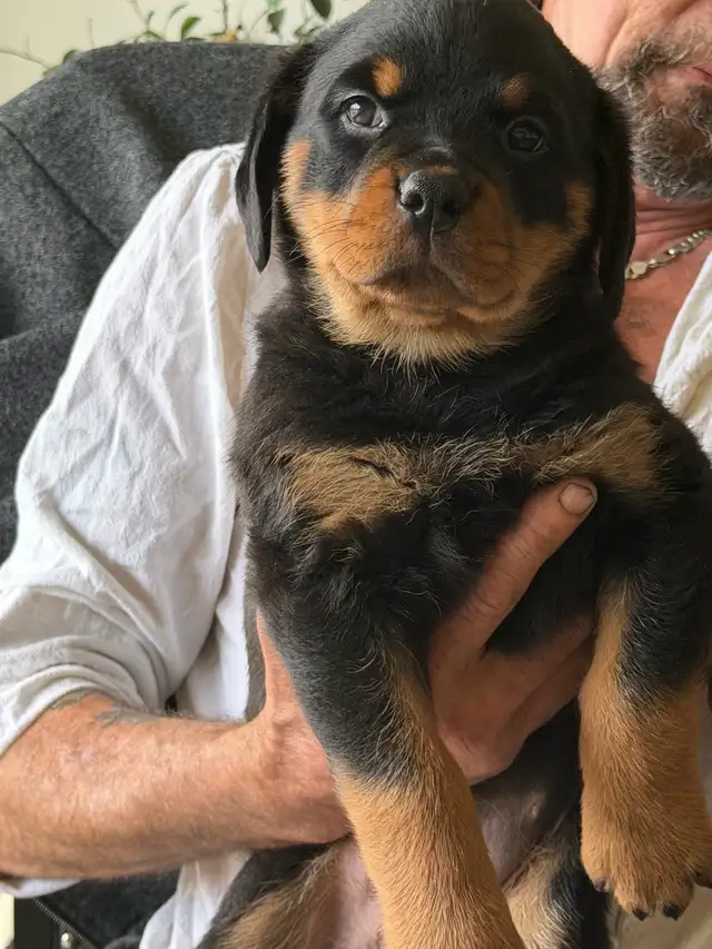 Rottweiler