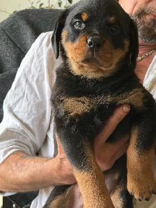 Rottweiler