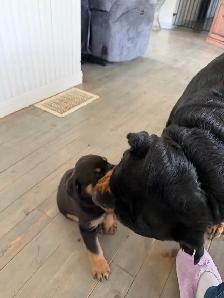 Rottweiler - Photo 2