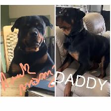 Rottweiler - Photo 3