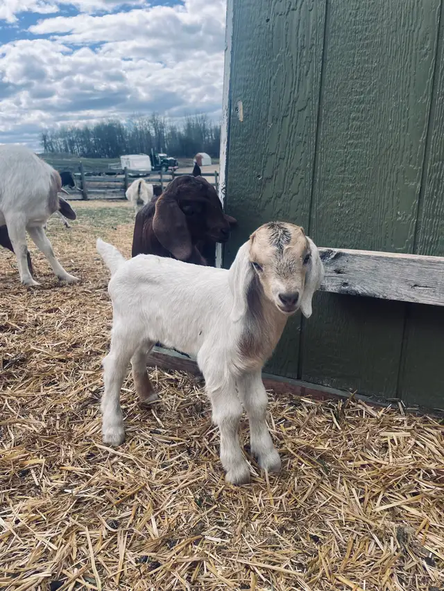 handsome boer bottle buckling