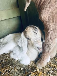 handsome boer bottle buckling - Photo 2