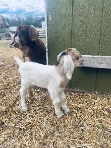 handsome boer bottle buckling - Photo 3