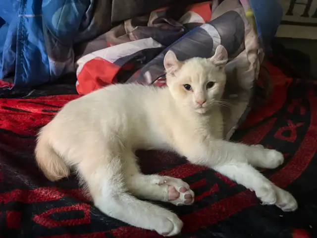 Magnifiques chatons Highland Lynx 3 gènes disponibles