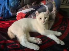 Magnifiques chatons Highland Lynx 3 gènes disponibles