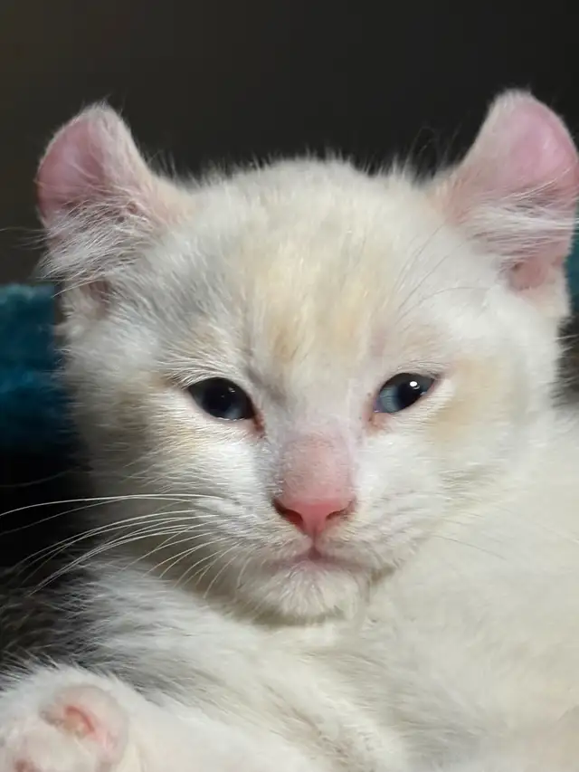 Magnifiques chatons Highland Lynx 3 gènes disponibles - Photo 2