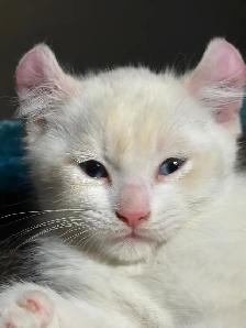 Magnifiques chatons Highland Lynx 3 gènes disponibles - Photo 2