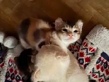 Magnifiques chatons Highland Lynx 3 gènes disponibles - Photo 6