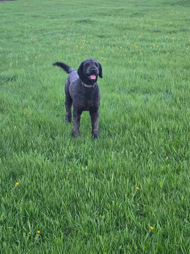 Poodle/Newfoundland