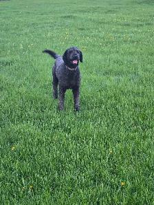 Poodle/Newfoundland
