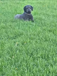 Poodle/Newfoundland - Photo 2