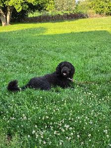 Poodle/Newfoundland - Photo 3