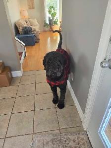 Poodle/Newfoundland - Photo 4