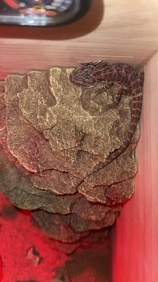 bearded dragon