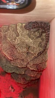 bearded dragon