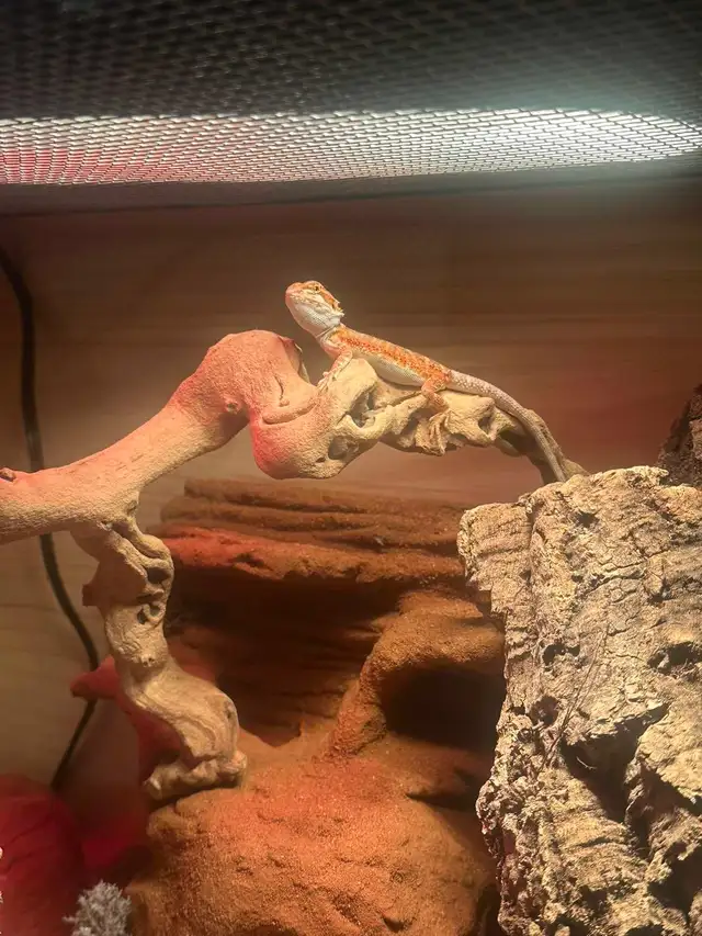 bearded dragon - Photo 3