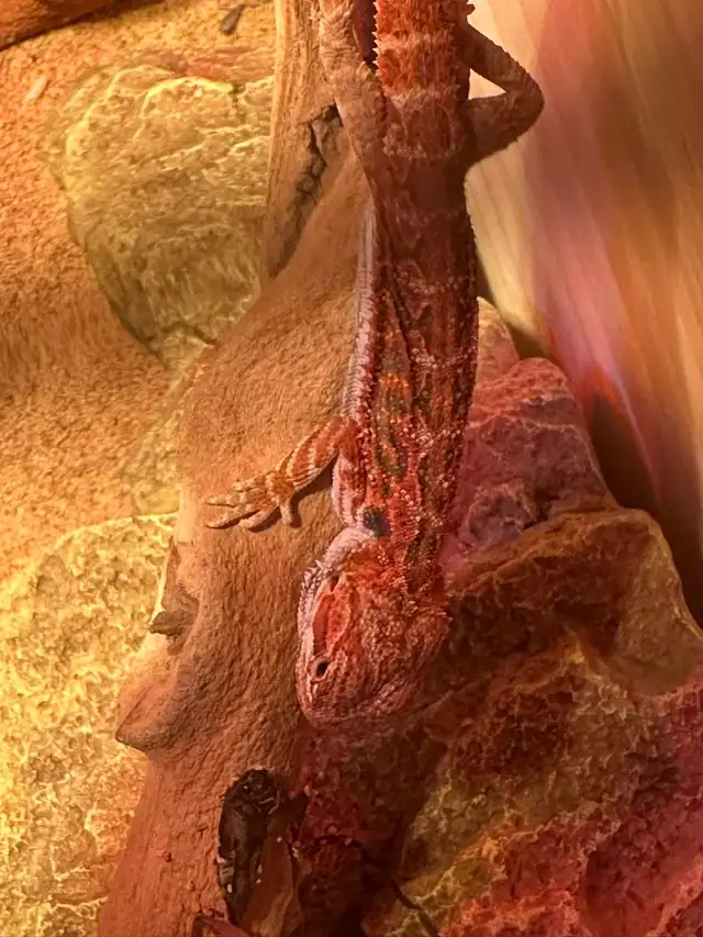 bearded dragon - Photo 4