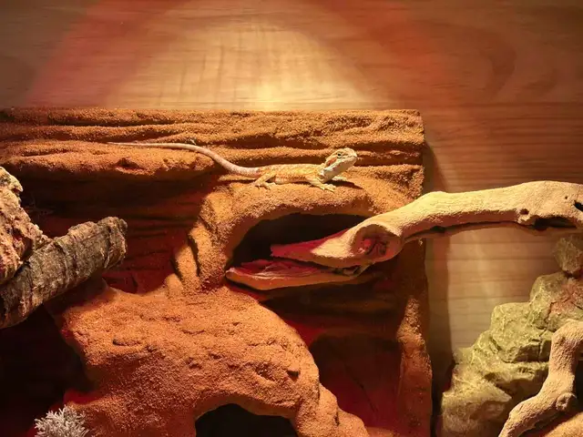 bearded dragon - Photo 5