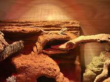 bearded dragon - Photo 5