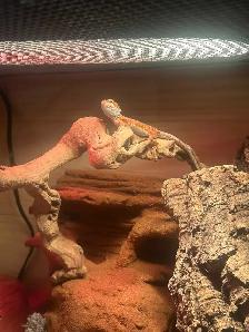 bearded dragon - Photo 8