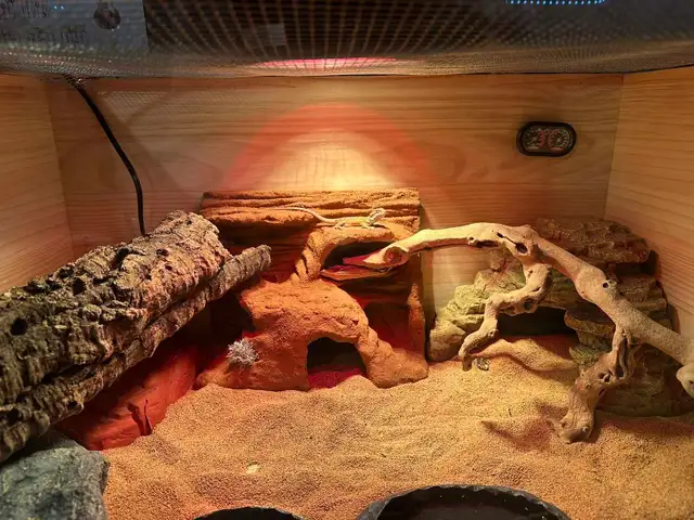 bearded dragon - Photo 9