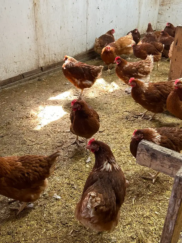 YOUNG LAYING HENS!