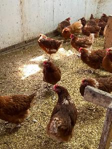 YOUNG LAYING HENS!