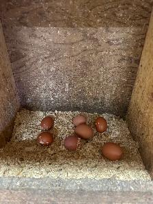 YOUNG LAYING HENS! - Photo 2