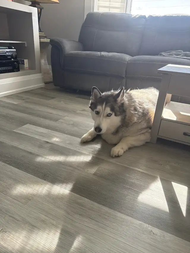 6 year old Siberian Husky
