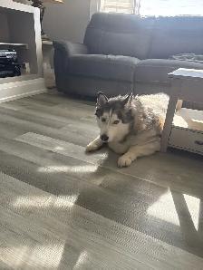 6 year old Siberian Husky