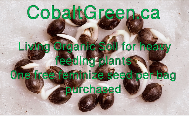 Living organic soil