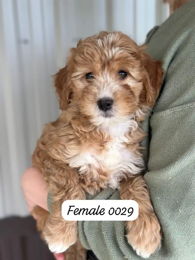 Mini Goldendoodles for Sale