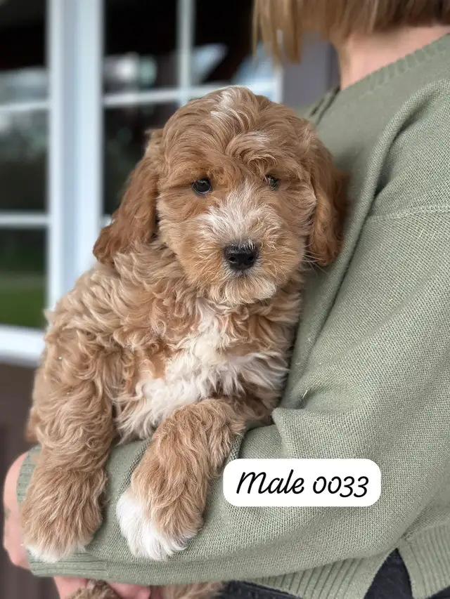 Mini Goldendoodles for Sale - Photo 2