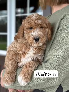 Mini Goldendoodles for Sale - Photo 2