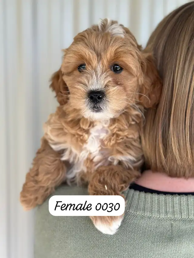 Mini Goldendoodles for Sale - Photo 3