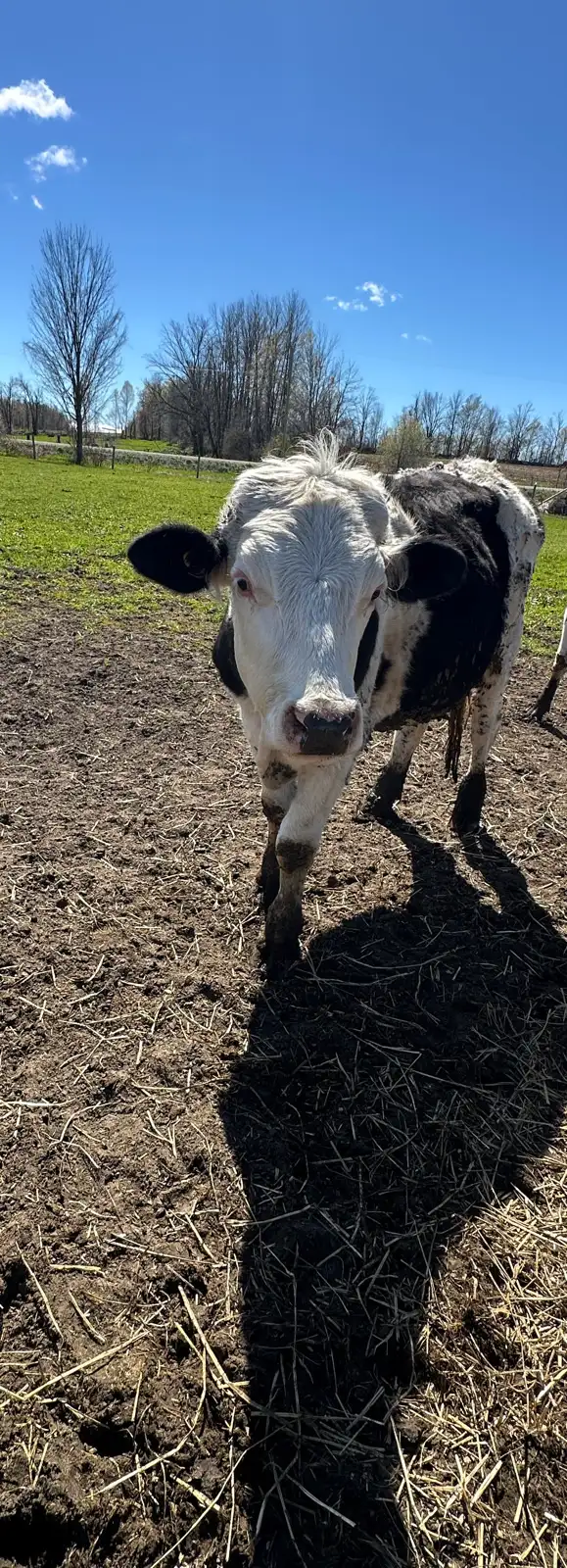 Holstein steer