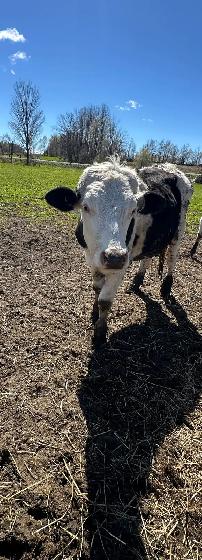 Holstein steer