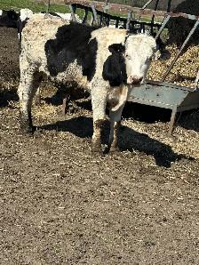 Holstein steer - Photo 2