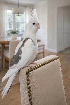 bébé cockatiel, sociable, prêt à partir