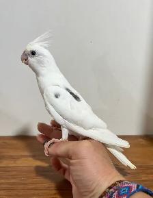 bébé cockatiel, sociable, prêt à partir - Photo 2