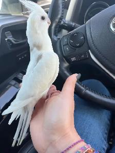 bébé cockatiel, sociable, prêt à partir - Photo 3