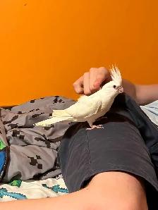 bébé cockatiel, sociable, prêt à partir - Photo 4
