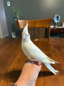 bébé cockatiel, sociable, prêt à partir - Photo 5