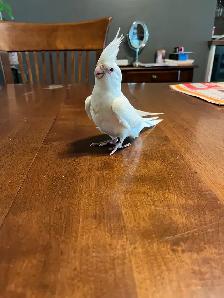 bébé cockatiel, sociable, prêt à partir - Photo 6