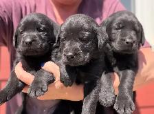 Yellow and Black Lab Puppies