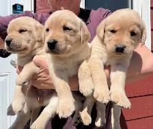 Yellow and Black Lab Puppies - Photo 2