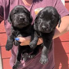 Yellow and Black Lab Puppies - Photo 3