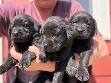 Yellow and Black Lab Puppies - Photo 4